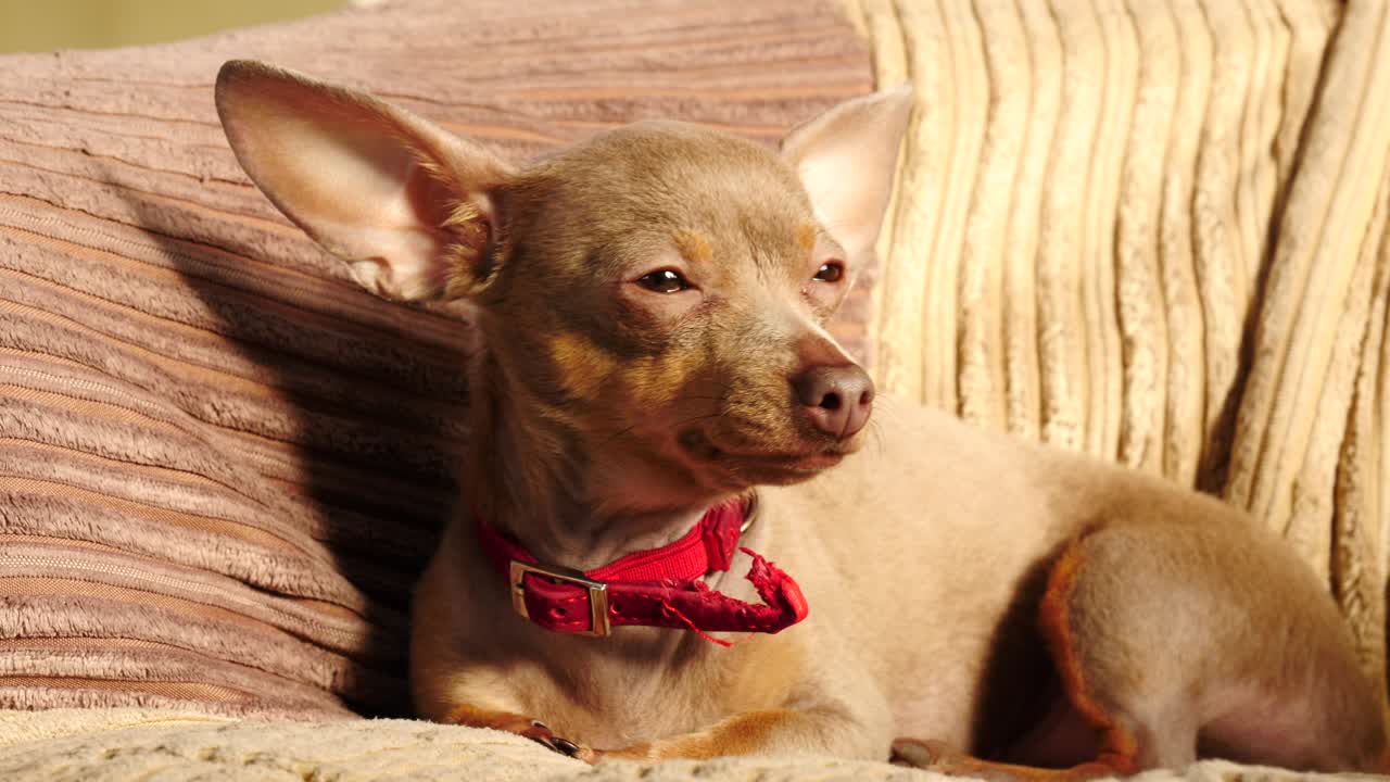 pequeño perro sentado en el sofá