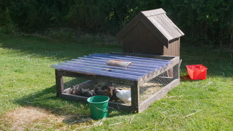 A-chicken-coup-with-chickens-on-grass