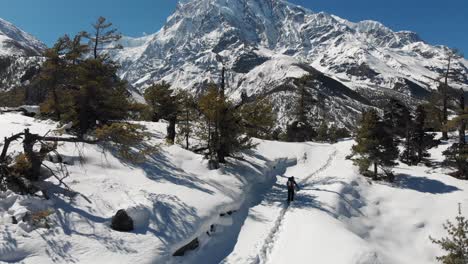 a solo trekker trekking through a snow trail in front of the himalayan range. sunny day in winter. annapurna conservation area, manang valley, nepal. aerial drone shot rising up