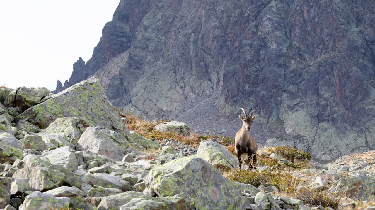 Íbex-dos-alpes nos Alpes franceses com cenário de montanhas