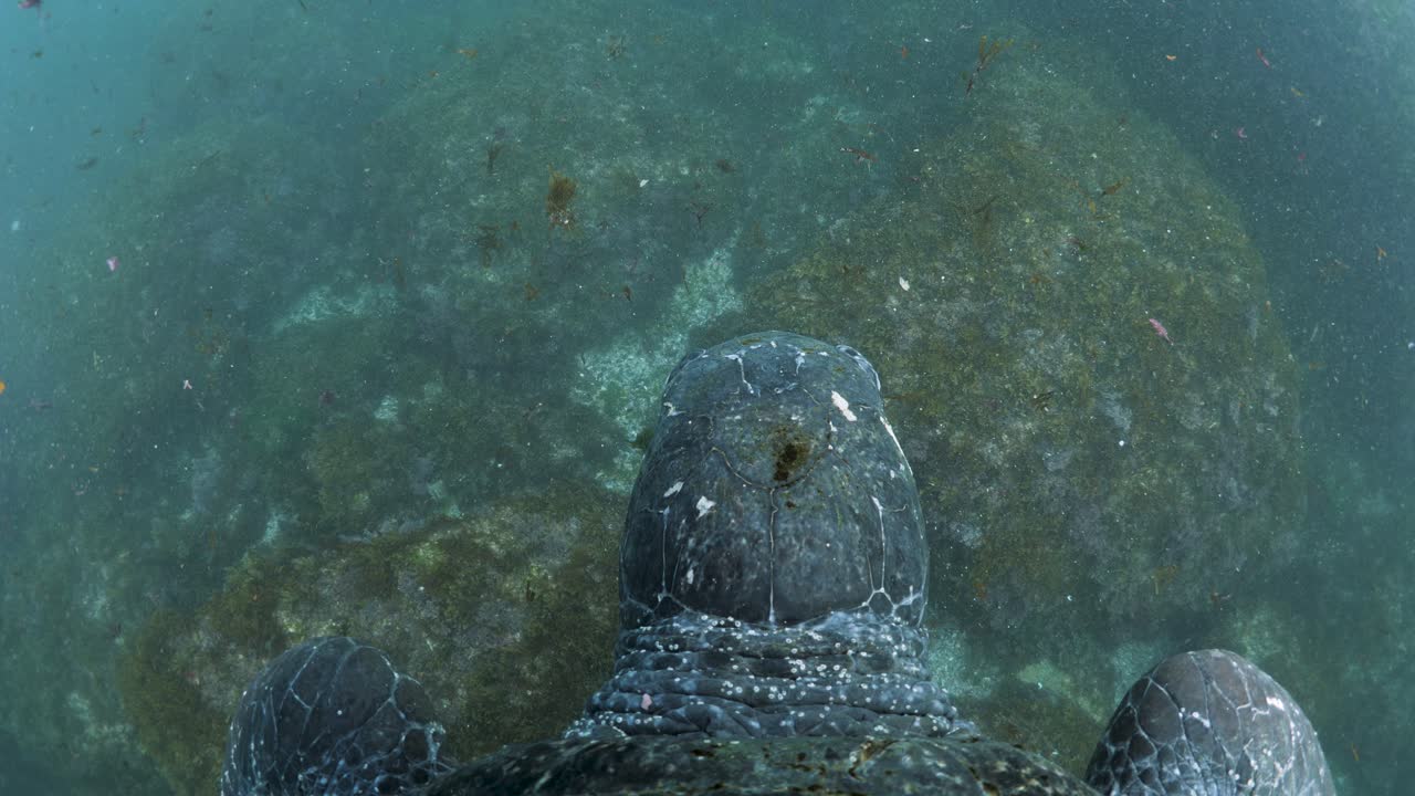 Stor havskildpadde svømmer over en havrevsstruktur. Undervands nærbillede set nedefra