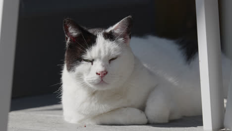 Gato-Blanco-Y-Negro-Descansando-Bajo-El-Sol-De-Verano