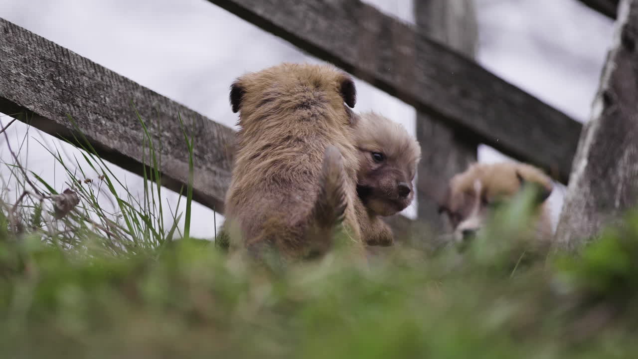 Three Puppies Playing Behind a Wooden Fence