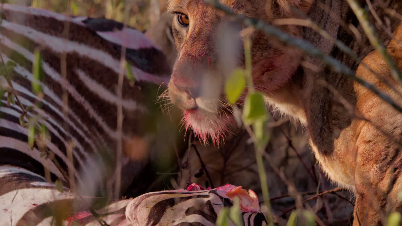 Close up of a lioness' head feeding on a zebra during the morning