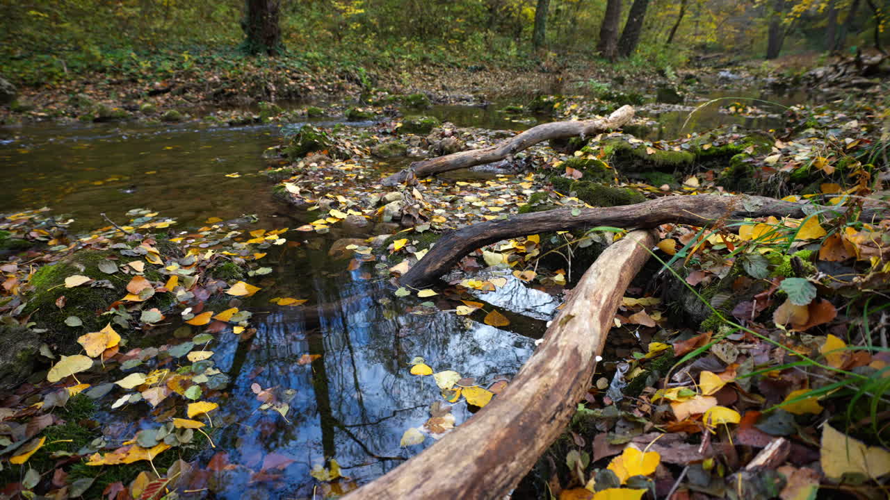 Autumn Forest Stream with Fallen Leaves