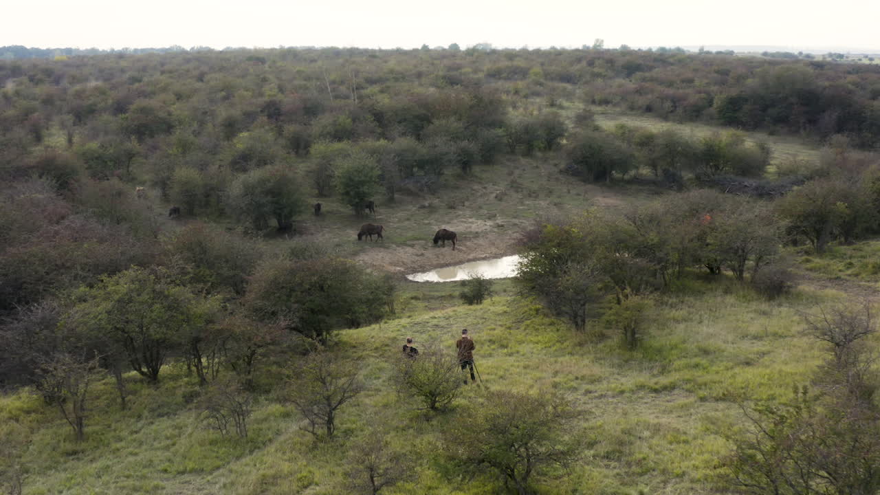 dos hombres usando un dron para documentar una manada de bisontes europeos, estepa, chequia