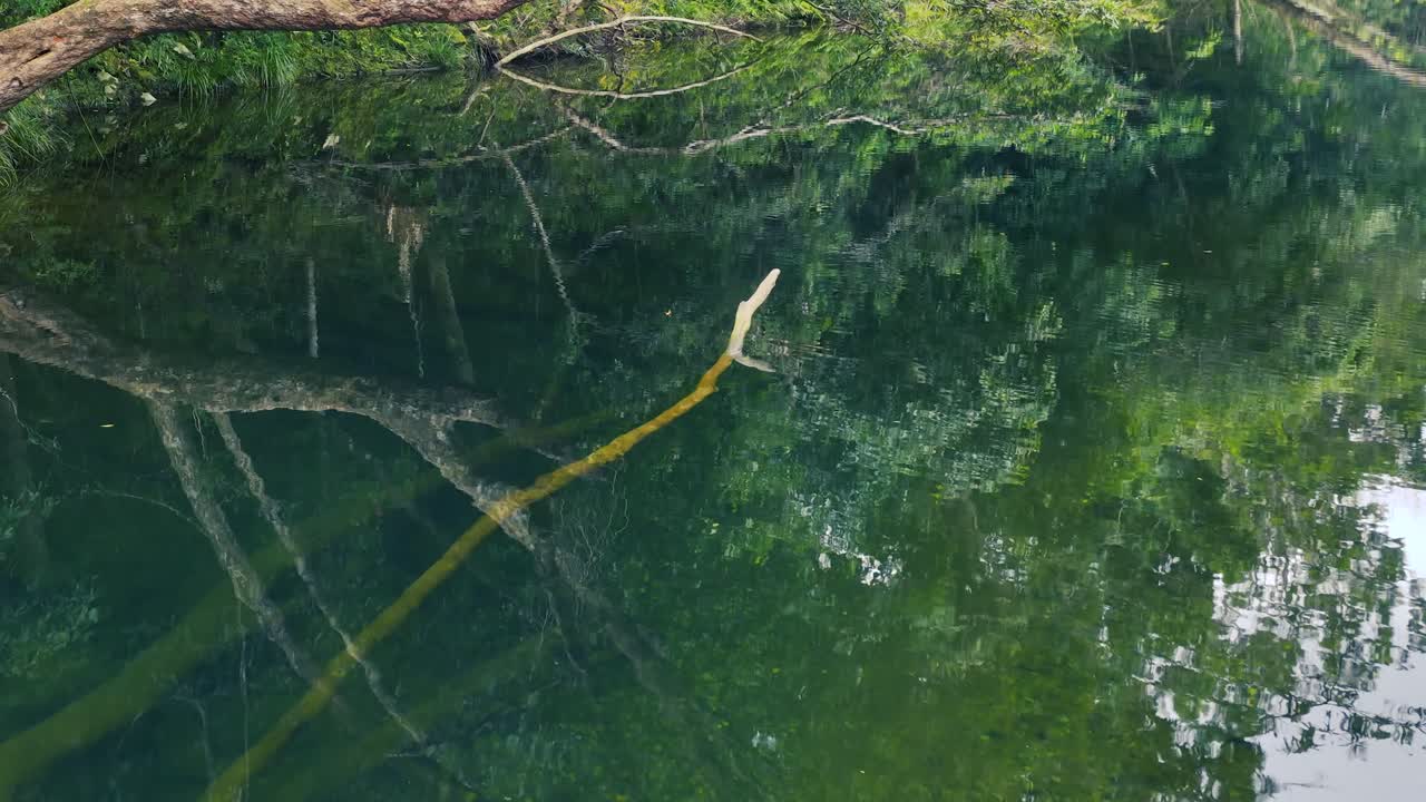 A tranquil rainforest stream with lush greenery and clear reflections, captured in natural lighting with a calm atmosphere