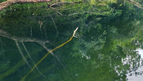 a tranquil rainforest stream with lush greenery and clear reflections, captured in natural lighting with a calm atmosphere