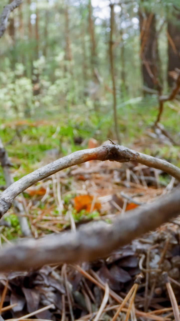 Pile of dry sticks on fir needles on green grass ground in forest slow motion. Probe lens shot of autumn nature in wood extreme close view