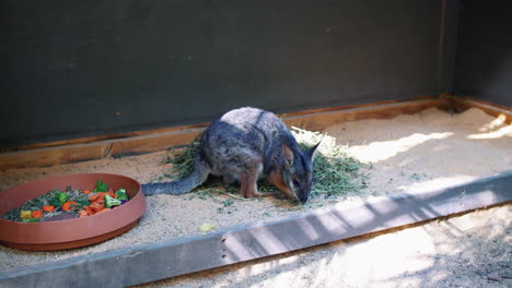 wallaby comiendo en el suelo junto a su plato de comida en el zoológico