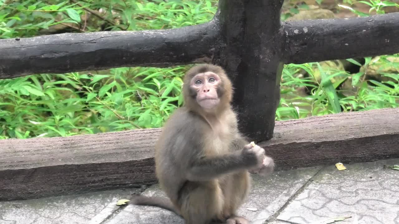 Baby Monkey sitting on a forest path in Zhangjiajie National Park eating a fruit, surrounded by lush greenery, showing natural wildlife behavior in China