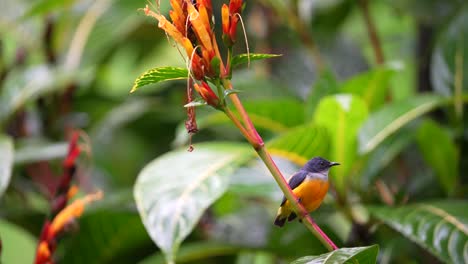 um macho de pássaro picareta de barriga laranja parece que seu peito está batendo como se seu coração estivesse trabalhando