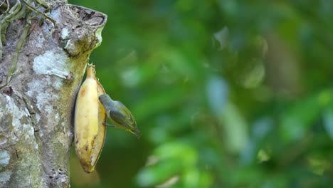 a female orange bellied flowerpecker bird is eating a banana against a background of green leaves