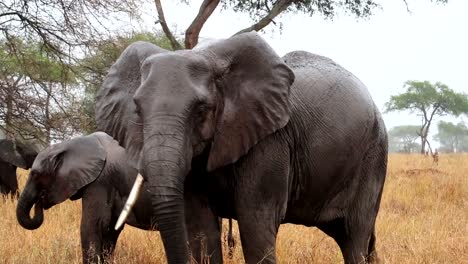 Close-up-shot-of-an-African-big-elephant-with-one-tusk-eating-dry-grass-in-a-rainy-day-in-Tanzania