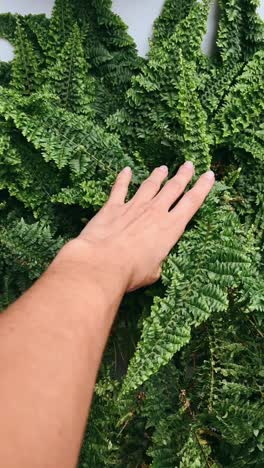 hand touching a fern plant