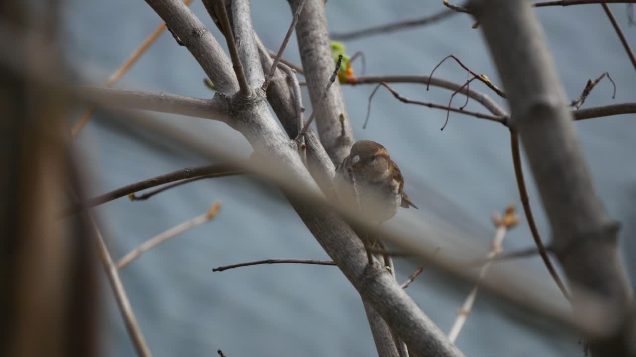 집 참새가 나뭇가지에 앉아 주변을 살펴보고 있다