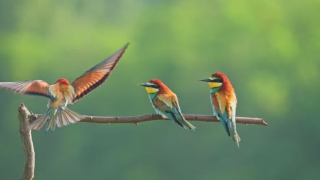 Coloridos-Pájaros-Abejarucos-En-Una-Rama