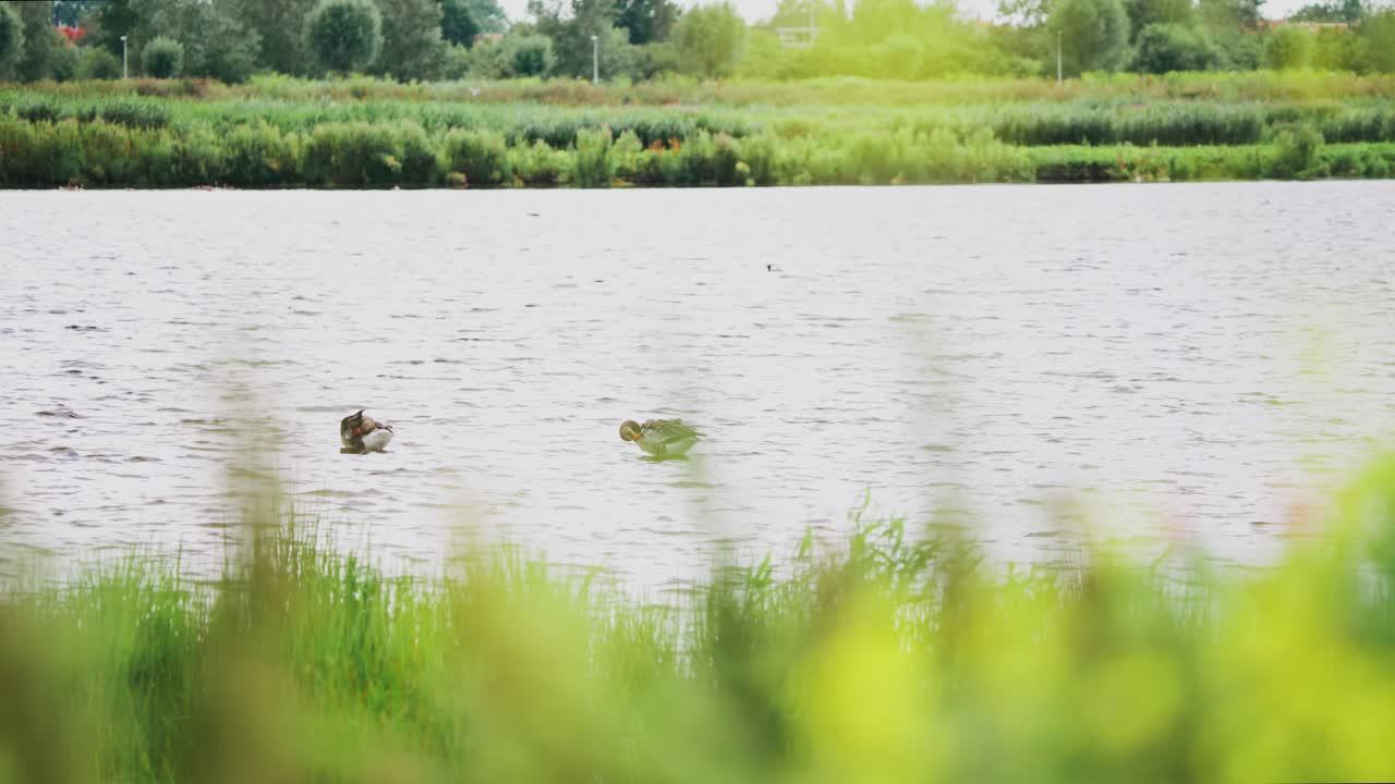 Greylag Goose in Groenzoom Netherlands preen feathers in shallow waters at edge of wetland