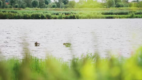 greylag goose in groenzoom netherlands preen feathers in shallow waters at edge of wetland