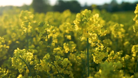 close up yellow rapeseed canola agriculture field