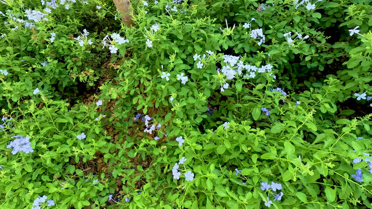follaje verde vibrante y flores delicadas en un entorno de jardín sereno, capturado en la luz natural del día en el parque rama 9, bangkok