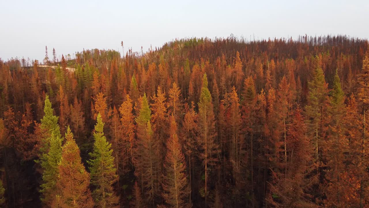 vista aérea de los árboles del bosque de otoño rojo naranja con empuje hacia el claro que muestra las secuelas carbonizadas de los incendios forestales