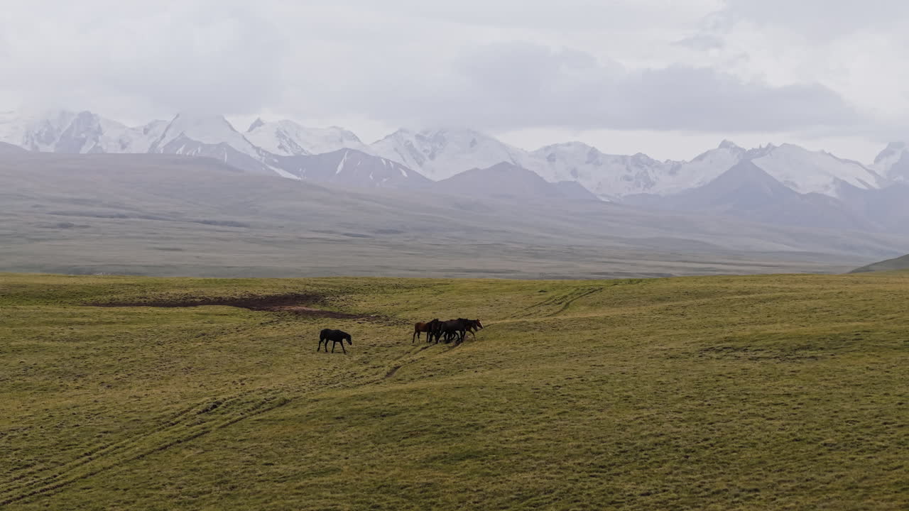 Wild Horses In Beautiful Landscape Of Kyrgyzstan - Drone Shot