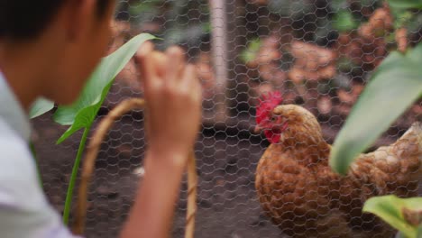 smiling asian boy with basket collecting eggs from hen in garden