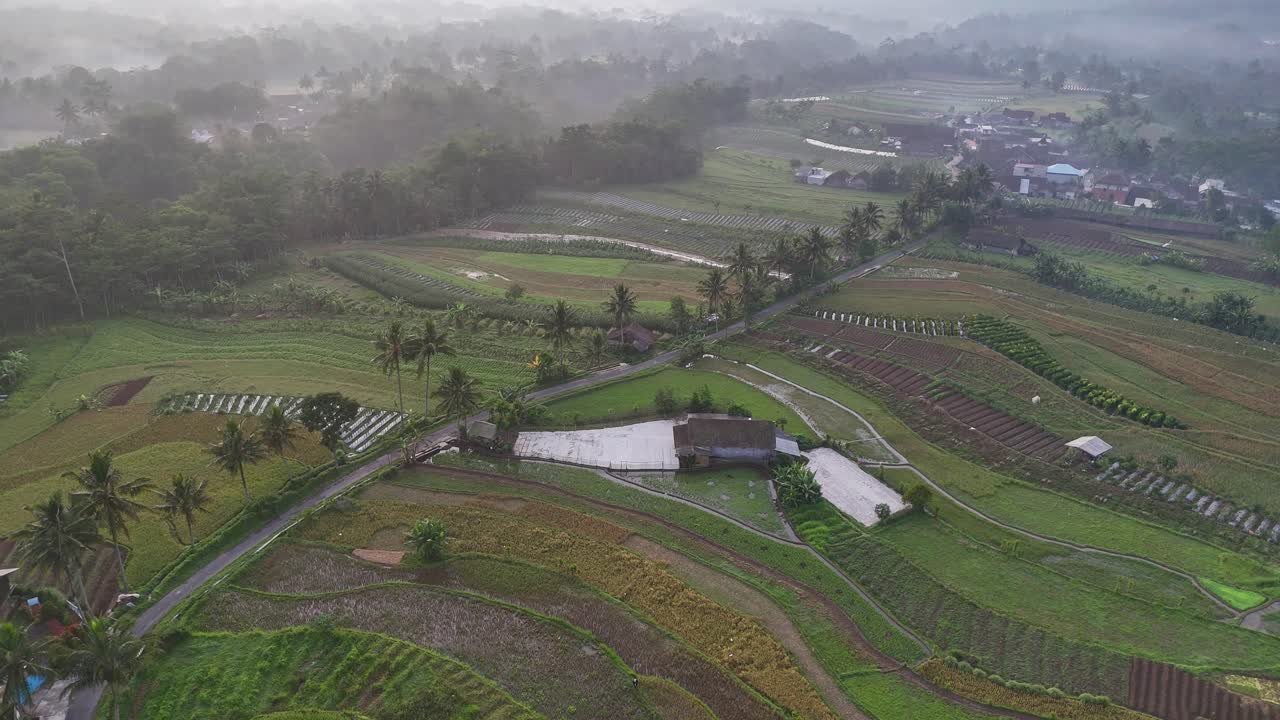 Drone view of agricultural rice terraces and rural houses surrounded by greenery and tropical trees. Indonesia rural landscape