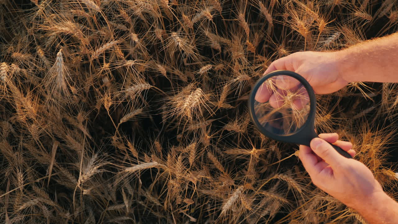 scienteist estudia el trigo a través de una lupa
