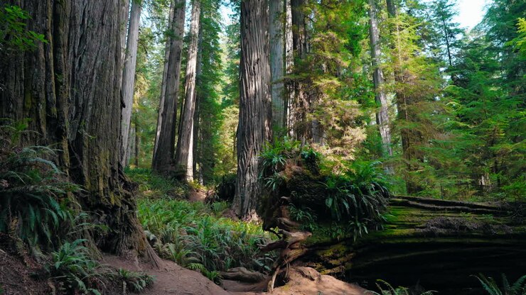Looking up into a dense forest of giant redwood trees