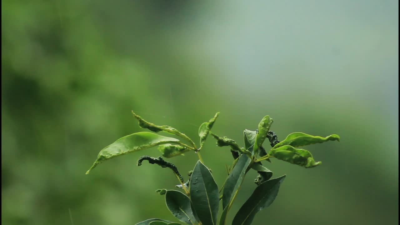 primer plano de las hojas húmedas