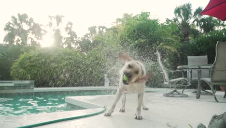 perro labrador amarillo sacudiéndose con una pelota de tenis en la boca