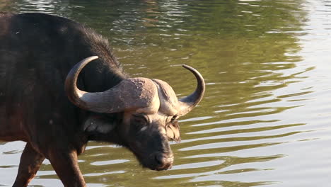 close-up of adult african cape buffalo approaching a watering hole to drink