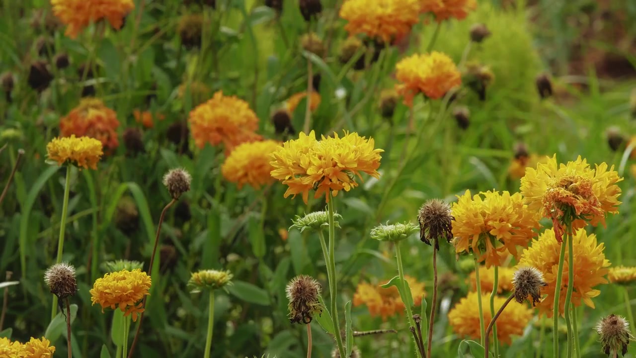 Inquadratura statica di vivaci fiori doppi di Gaillardia che ondeggiano in un rigoglioso giardino ornamentale con colorati fiori a doppio petalo