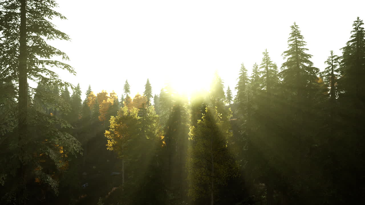 солнечный свет в еловом лесу в тумане на фоне гор на закате
