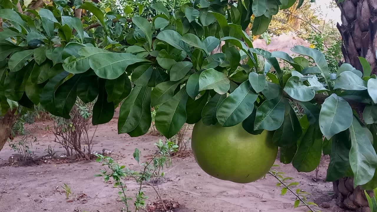 여전히 작은 나무에 매달려 있는 녹색 아프리카 조롱박