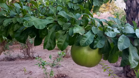 una calabaza africana verde que cuelga del árbol todavía pequeño