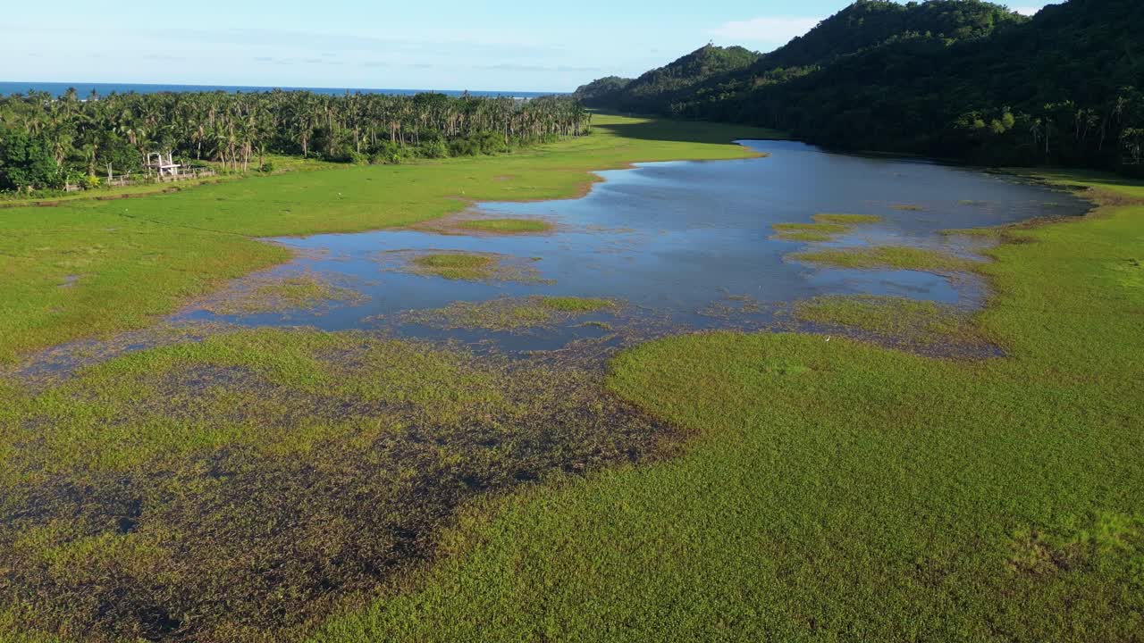 Aerial flyover shot of mangrove swamp river at lush tropical island Catanduanes, Philippines