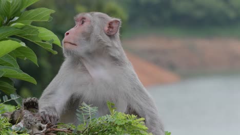 monos salvajes al aire libre