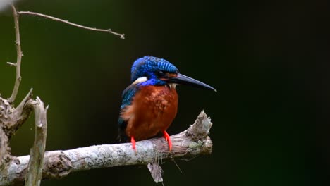 El-Martín-Pescador-De-Orejas-Azules-Es-Un-Pequeño-Martín-Pescador-Que-Se-Encuentra-En-Tailandia-Y-Es-Buscado-Por-Los-Fotógrafos-De-Aves-Debido-A-Sus-Hermosas-Orejas-Azules,-Ya-Que-Es-Una-Pequeña,-Linda-Y-Esponjosa-Bola-De-Plumas-Azules-De-Un-Pájaro