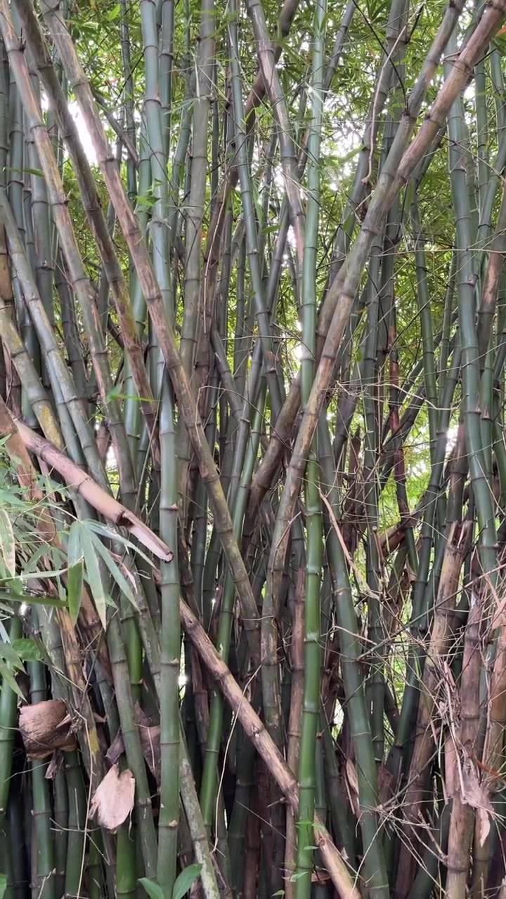 Tropikal Bir Ormanda Gür Yeşil Bambu Ağaçları