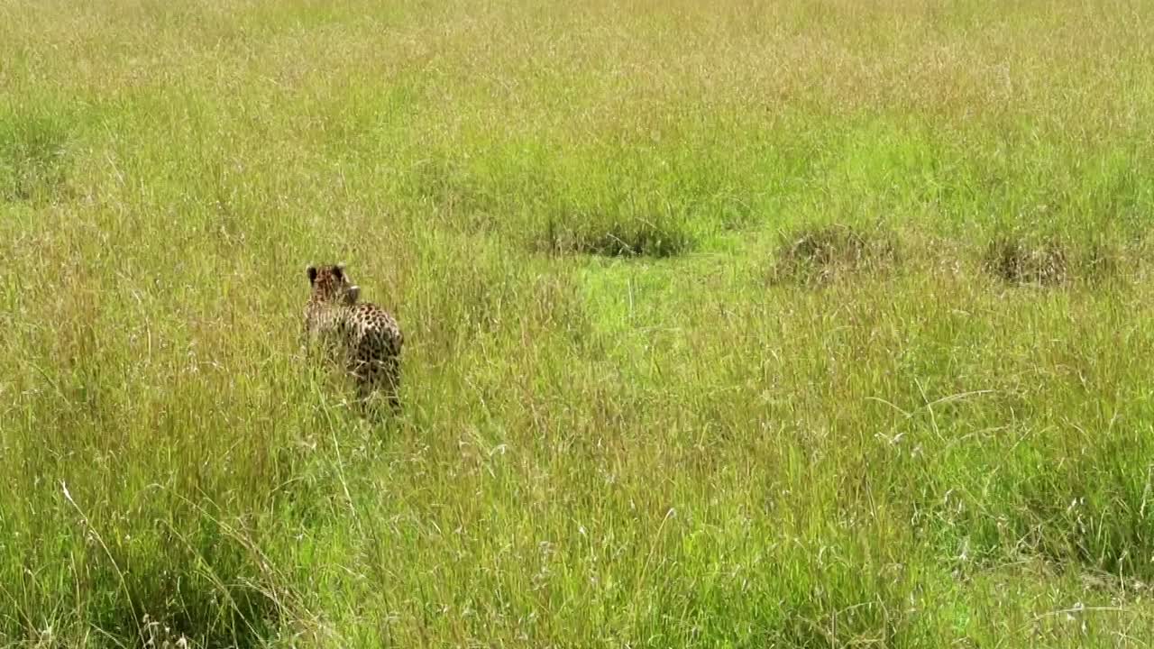 Cheetah walking with a hunted antelope in its mouth
