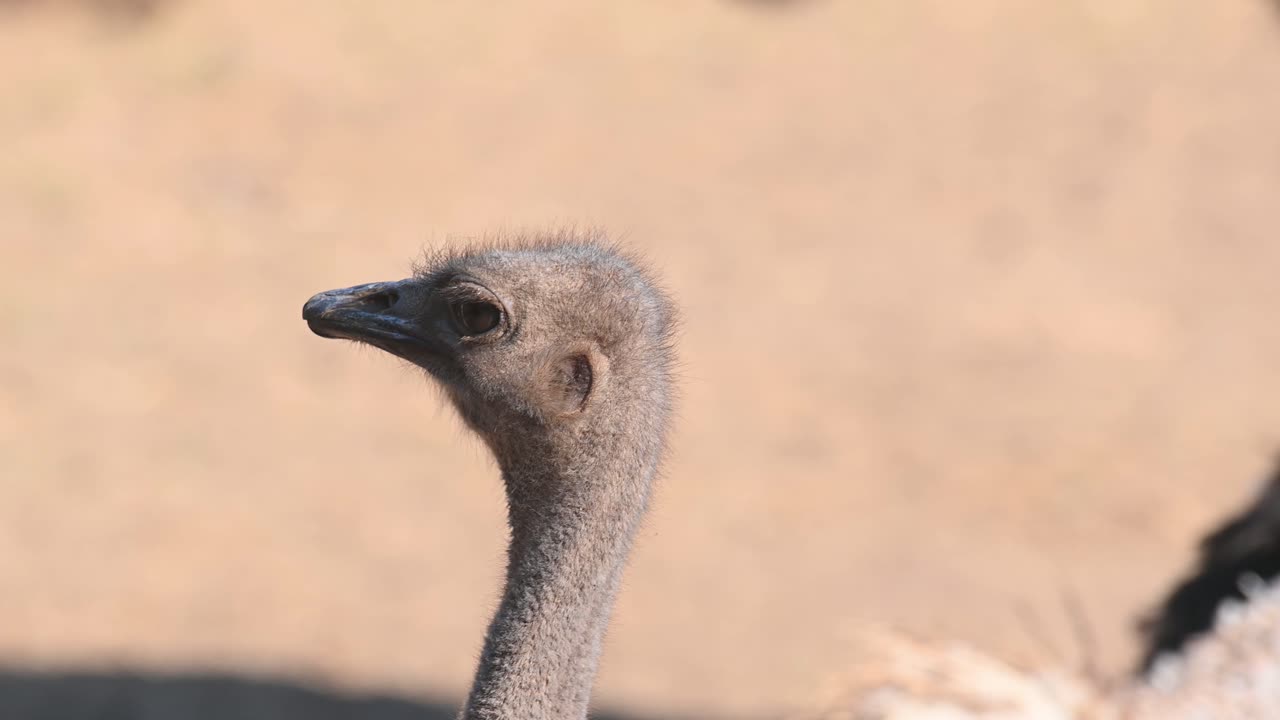 Struzzo comune, Struthio camelus, Africa.