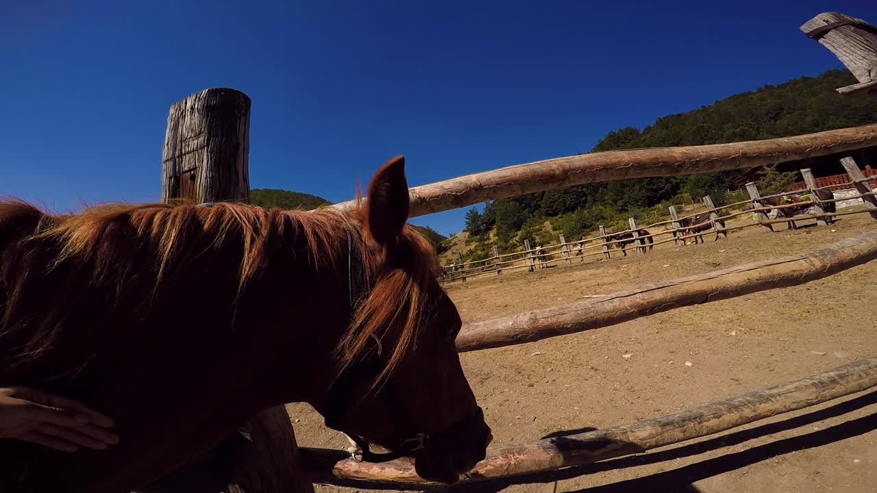 caballo de caricias con silla de montar en la granja, disparado desde el punto de vista