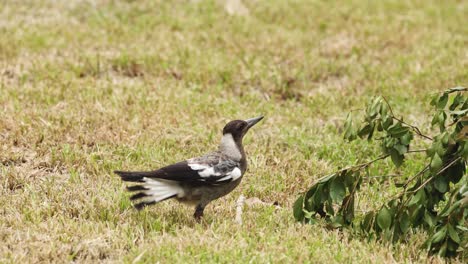 magpie geht, pickt und sucht nach nahrung im gras