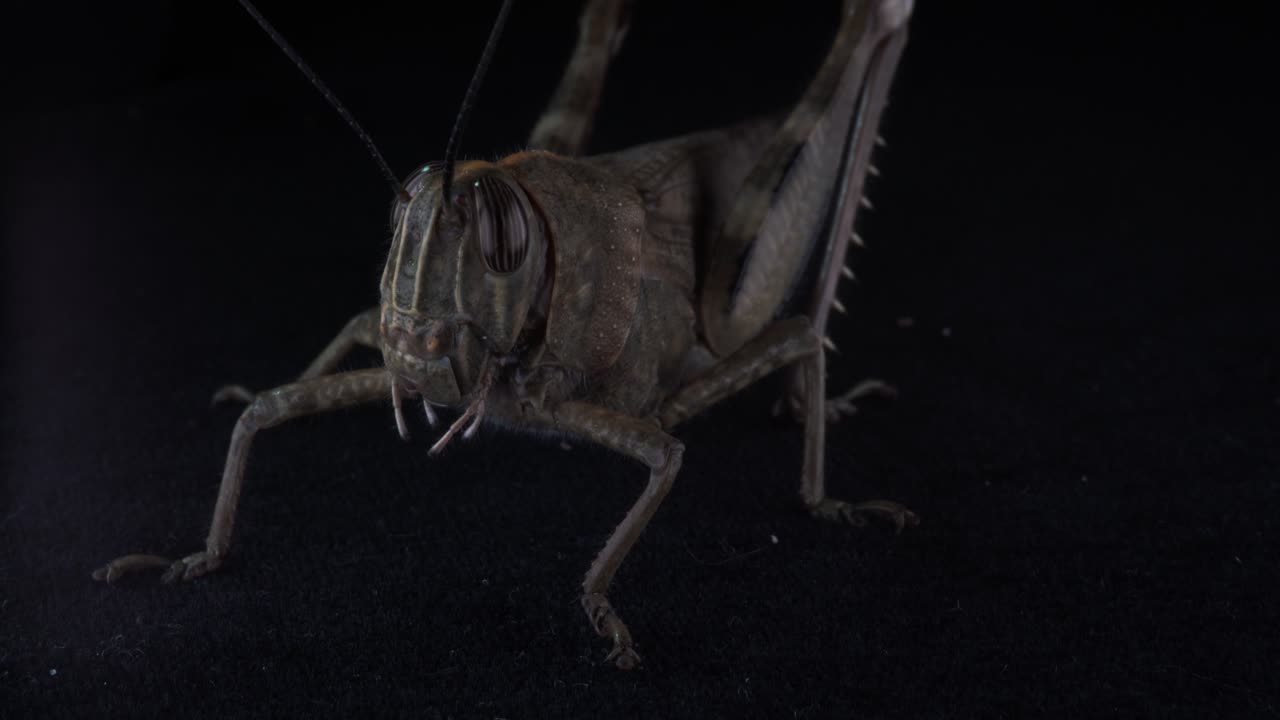 un insecto fascinante con ojos grandes y patas largas: características detalladas del saltamontes moviéndose lentamente