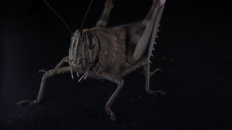 fascinating insect with big eyes and long legs: detailed features of the grasshopper moving slowly