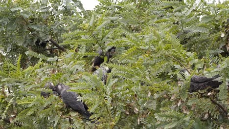 Muchas-Cacatúas-Carnaby-En-El-Jardín-Australiano-Urbano