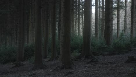 cinematic pan through forest 4k